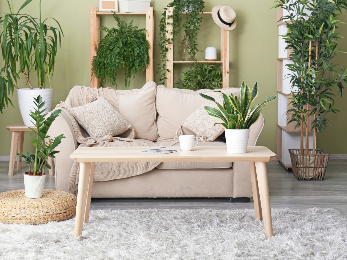Plantas de verano para tu casa