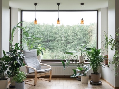 3 plantas que amarás y querrás tener en tu casa (aunque seas un desastre) 
