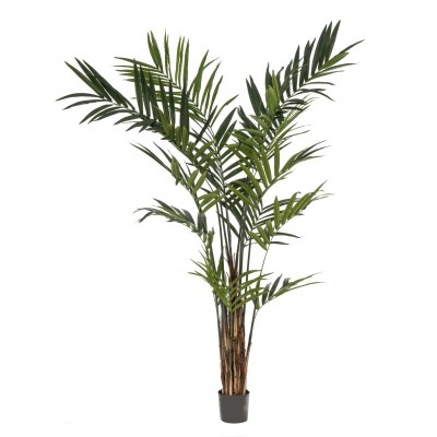 Kentia Maxi 270 cm, Decoplanta