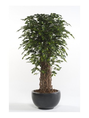 Ficus Deluxe 210cm, Decoplanta