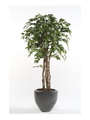 Ficus Eco 145 cm, Decoplanta