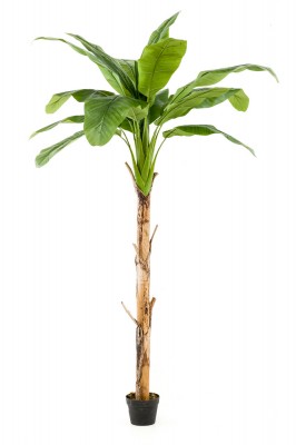 Platanero 155 cm, Decoplanta