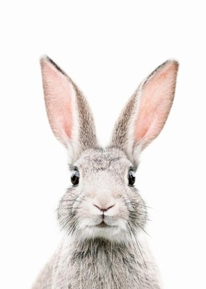 BUNNY FACE, Artesta