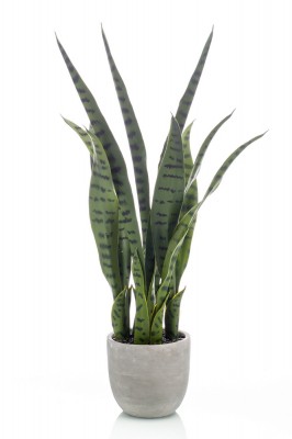 Sansevieria 65 cm, Decoplanta