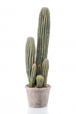Cactus San Pedro 57 cm, Decoplanta