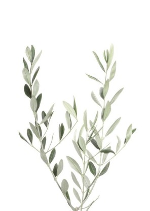 Olive Branch, Artesta