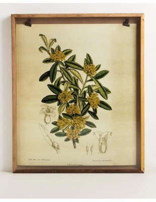 Cuadro flor Dafne, Ofelia