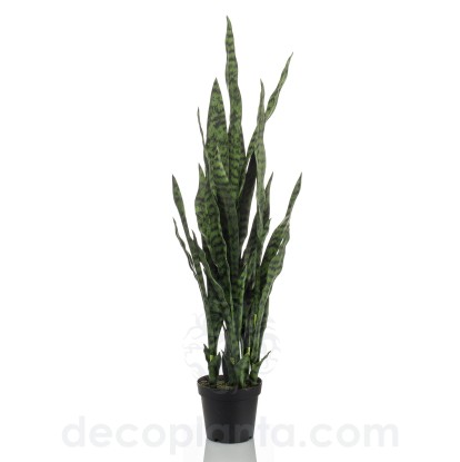 Sansevieria 100 cm, Decoplanta