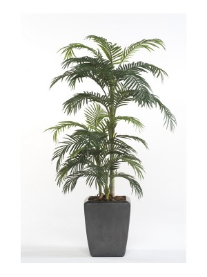 Palmera Premium 175 cm, Decoplanta