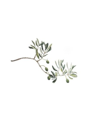 Green Olive Branch, Artesta