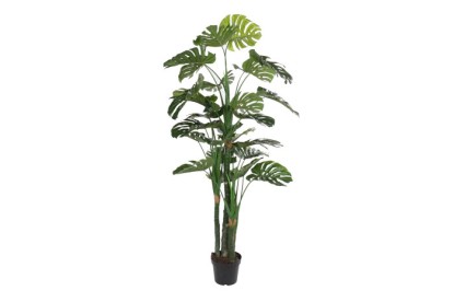 PLANTA EVA PP 90X90X200 COSTILLA DE ADAN VERDE, Wabitap