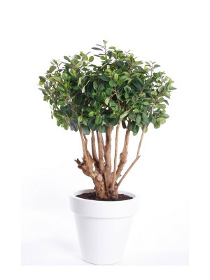 Ficus Botanic 100 cm, Decoplanta