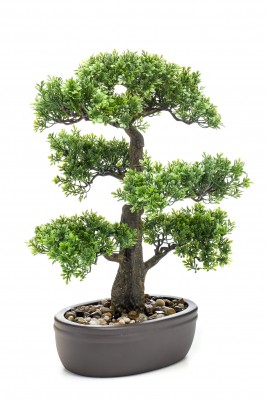 Bonsái Ficus 43 cm, Decoplanta