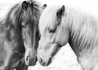 Horse Love, Artesta