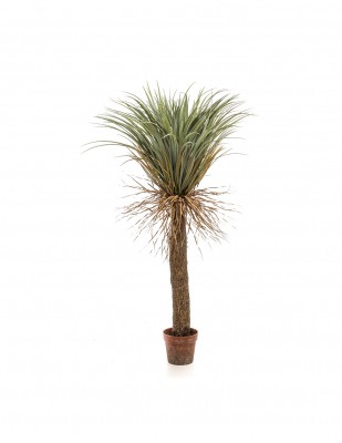 Yucca Elegant salvaje 150cm, Decoplanta