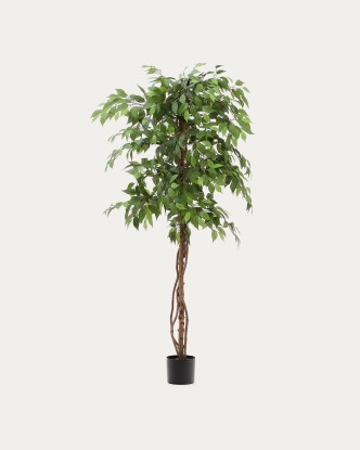 Ficus, Kave Home