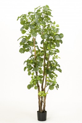 Aralia 165 cm, Decoplanta