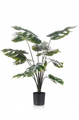 Monstera 60 cm, Decoplanta