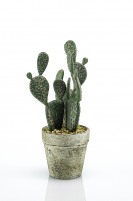 Cactus plano mini 20 cm, Decoplanta