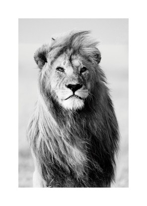 Majestic lion, Artesta