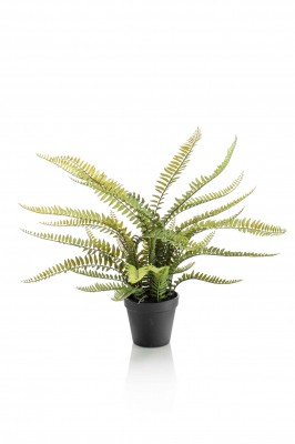 Boston 70 cm, Decoplanta