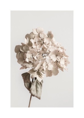 Beige dried flower, Artesta
