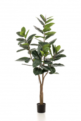 Ficus Elastic 180 cm, Decoplanta